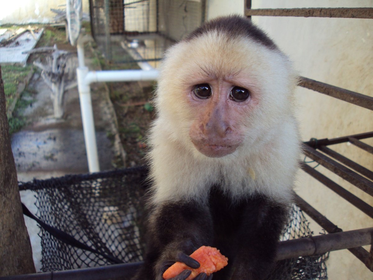 Обезьяна капуцин Краснодарский край
