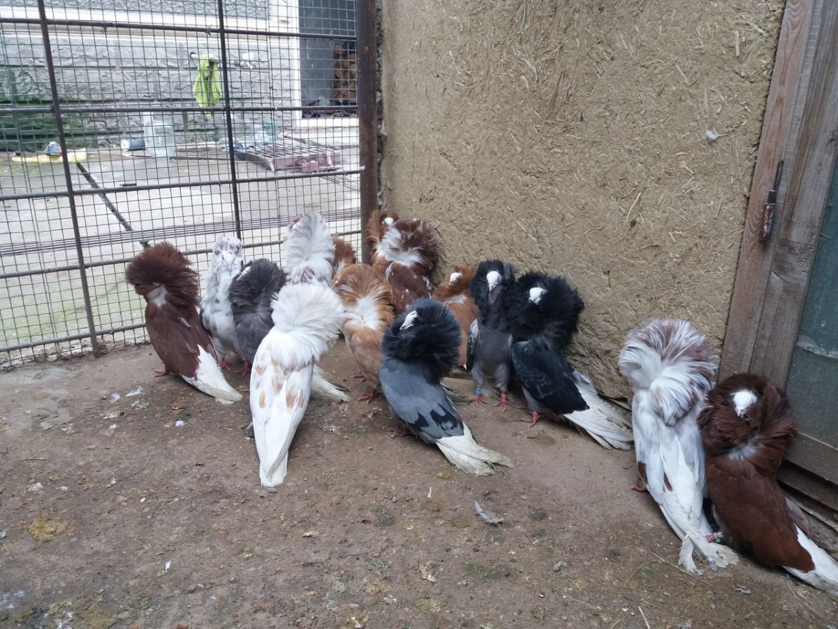 Голубь якобинец