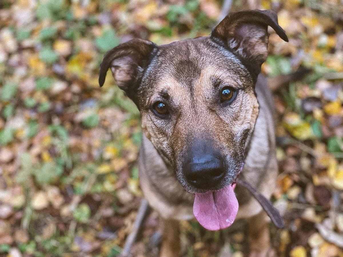 Нильс собака