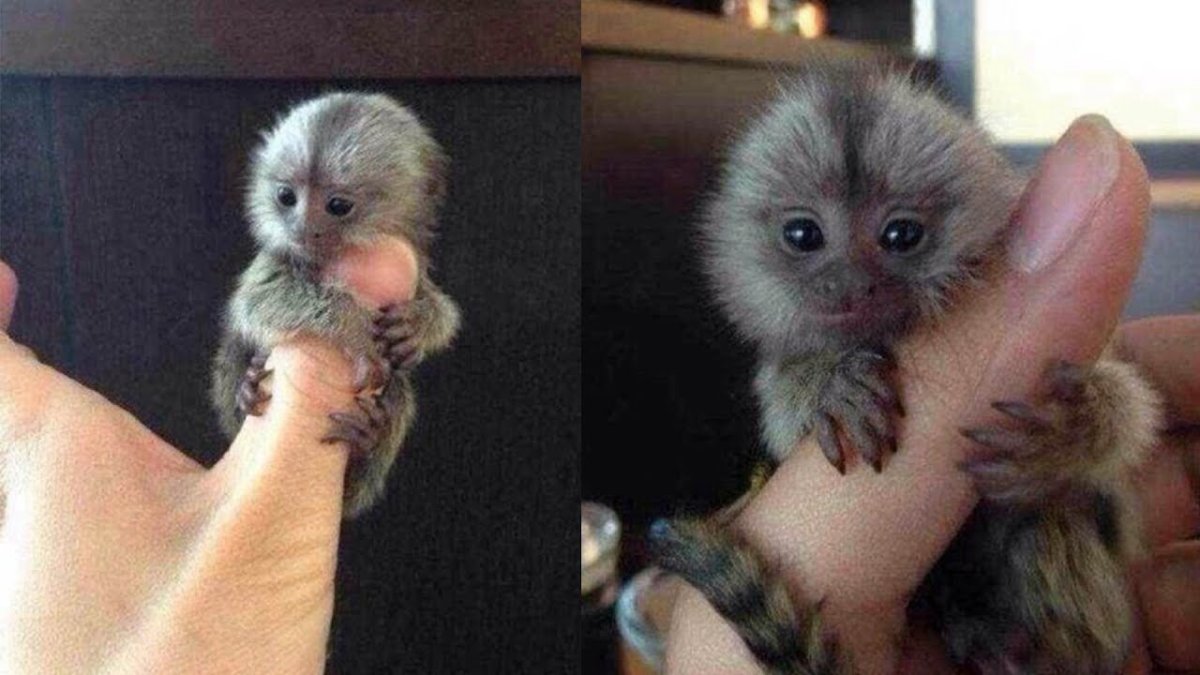 Ручная обезьянка игрунка