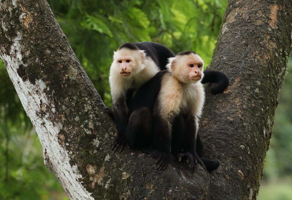 Белогрудый капуцин