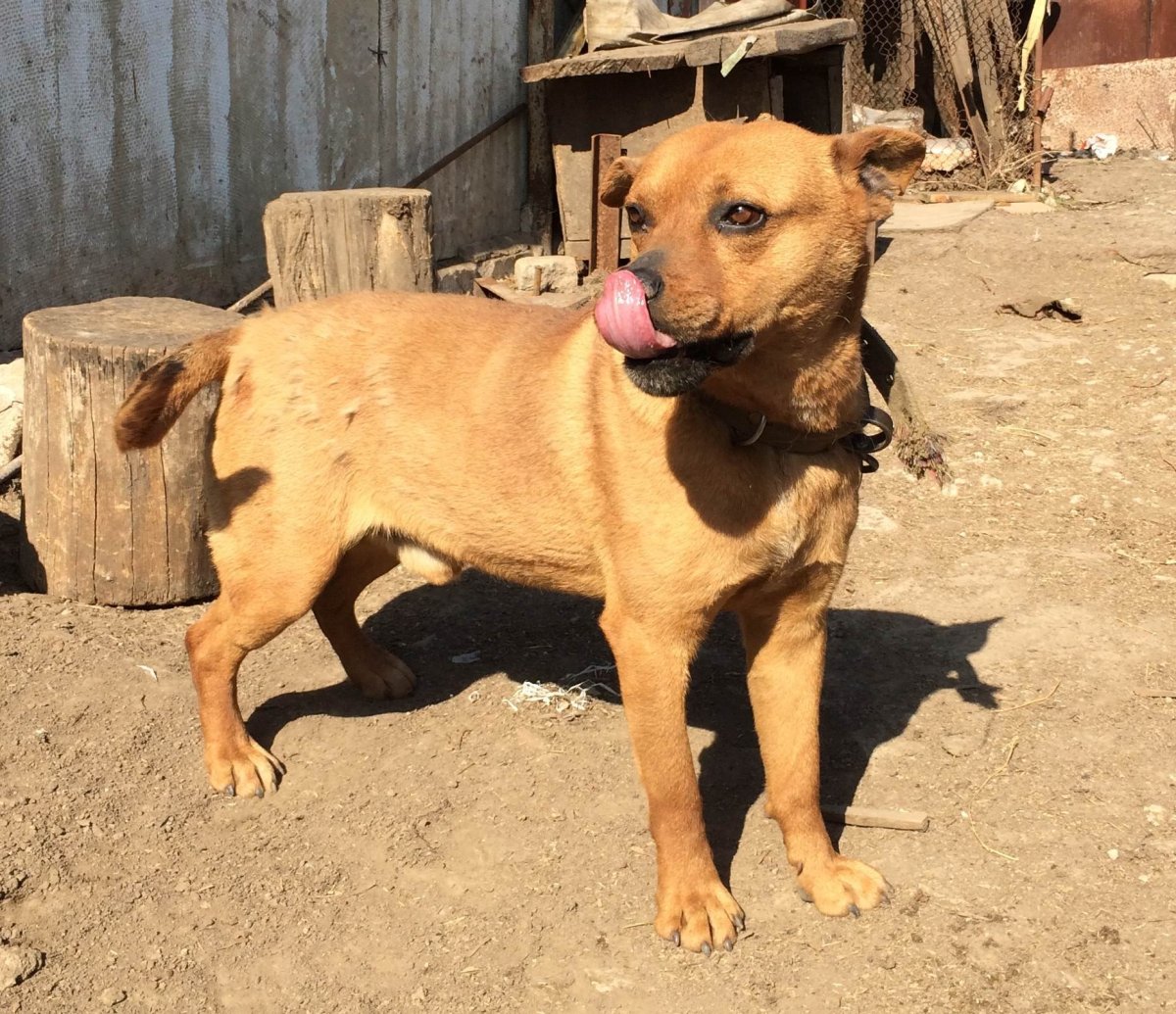 Метис стаффорда и дворняги