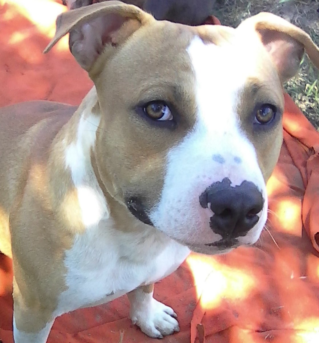 Питбуль и лабрадор метис