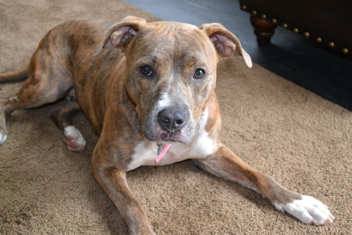 Стафашистский терьер тигровый