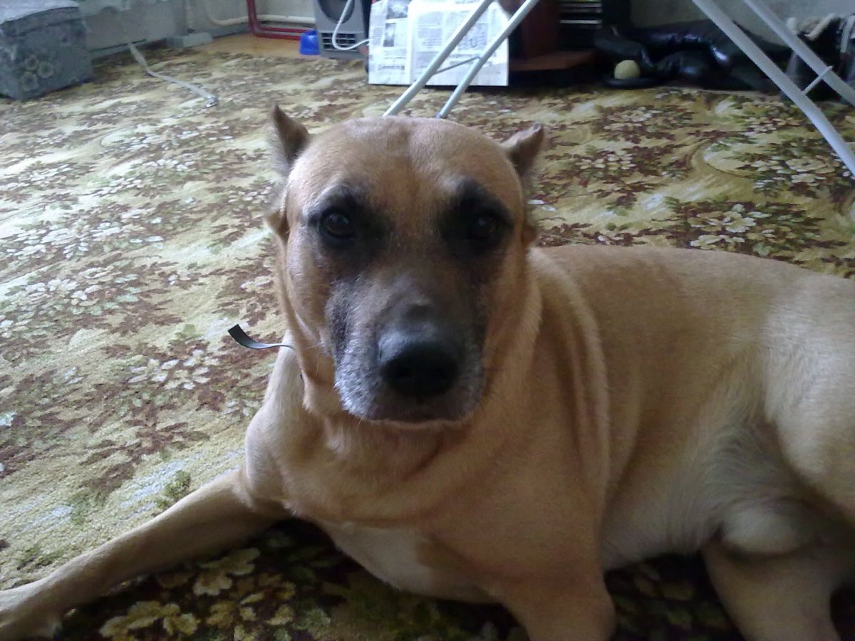 Смесь стаффа и лайки