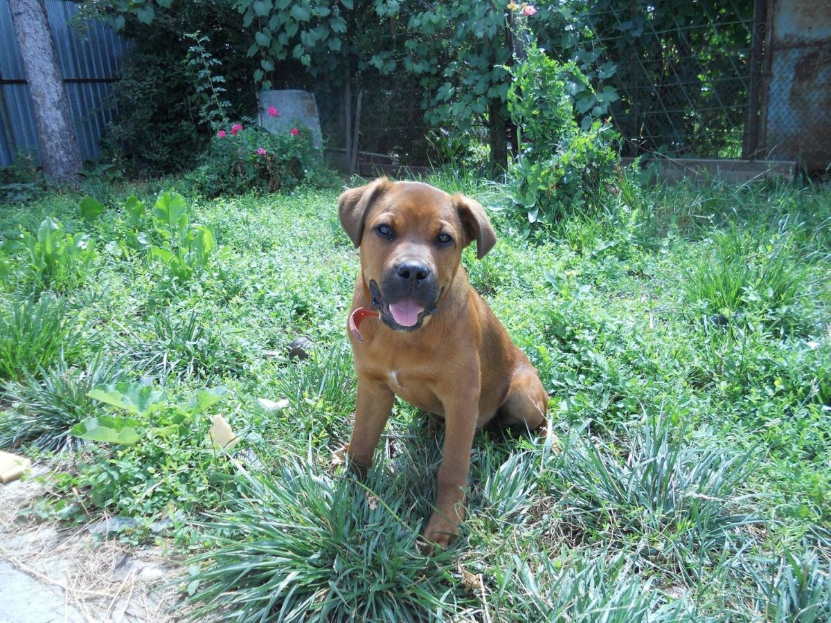 Стаффордширский терьер черно белый метис