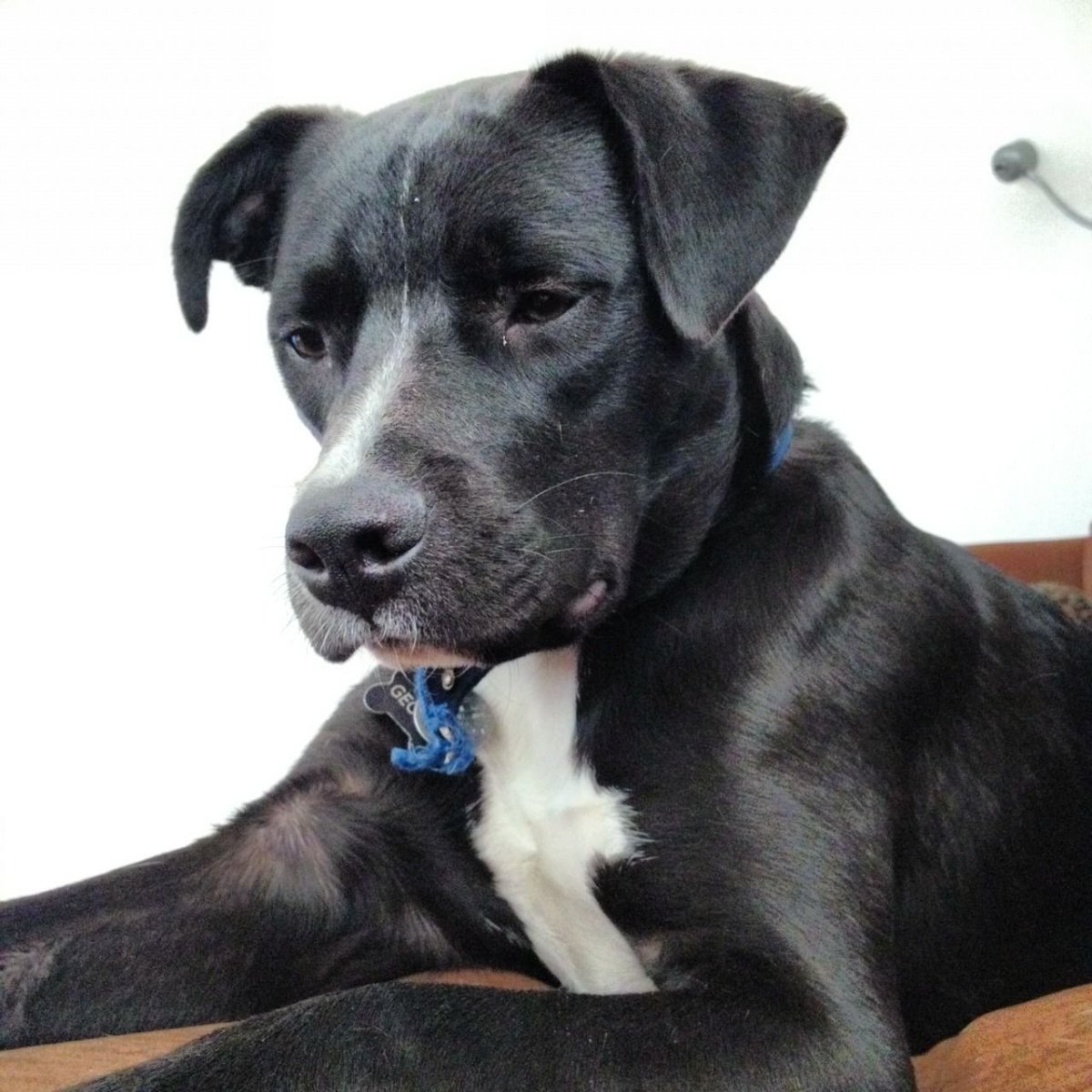 Американский стаффордширский терьер + боксер