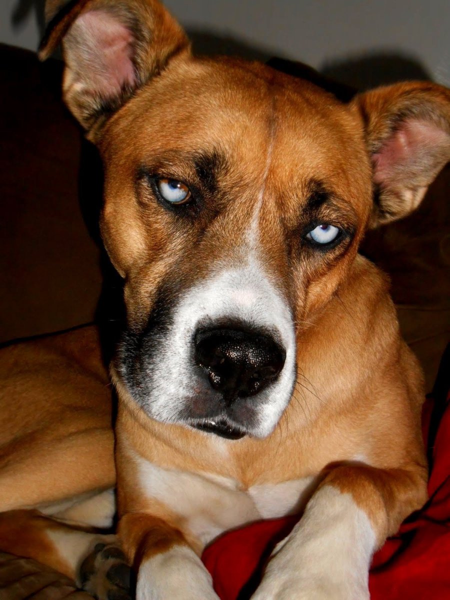 Немецкая овчарка и питбуль