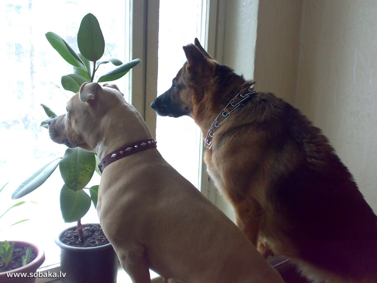 Метис корги и стаффа