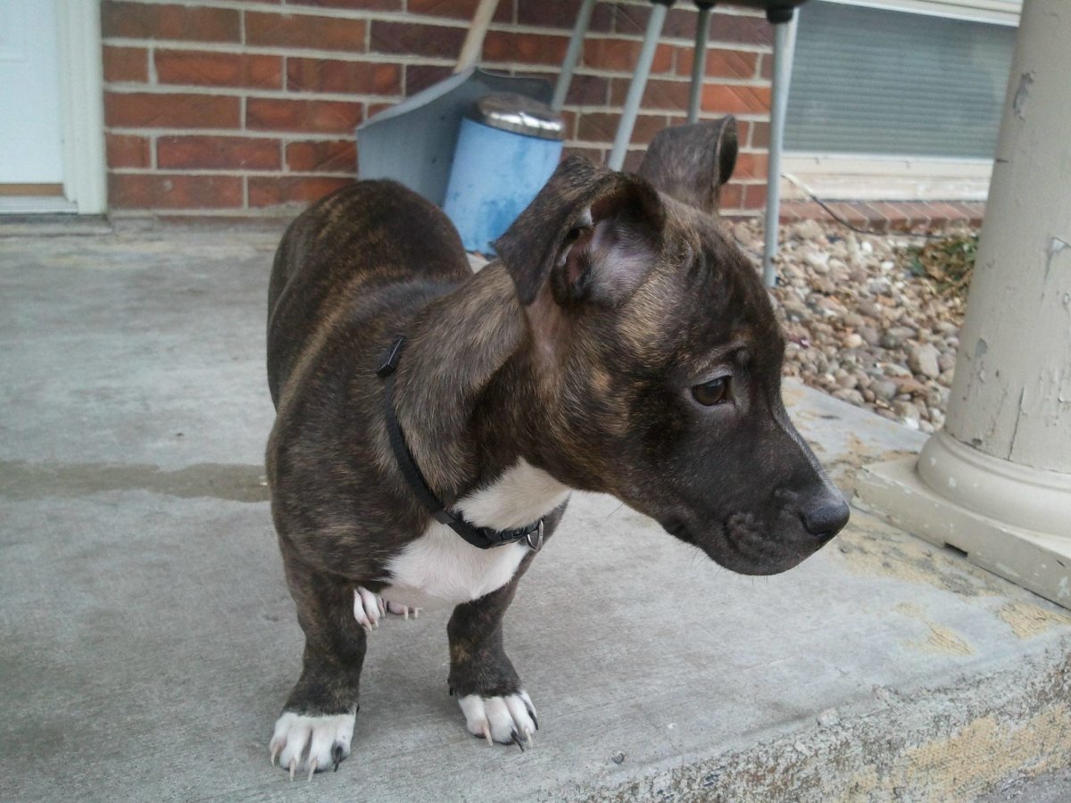 Стаффордширский терьер смесь с дворнягой