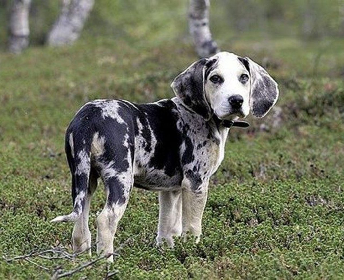 Дункер порода собак