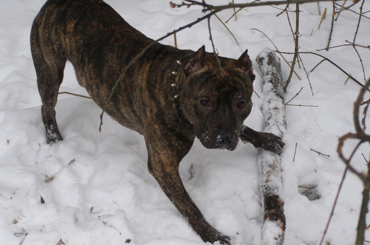 Метис малинуа и стаффа