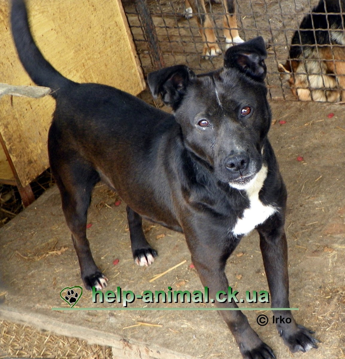 Маленькая овчарка