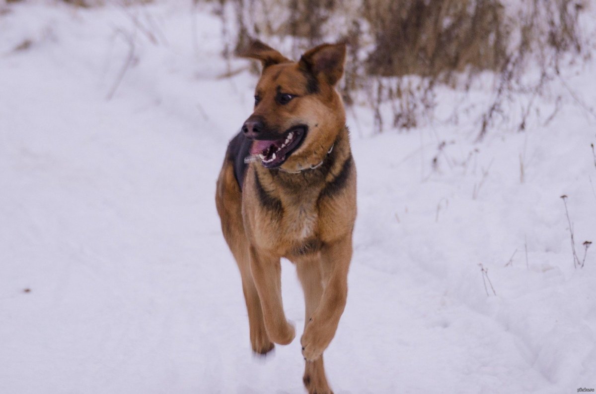 Питбуль американский стаффордширский