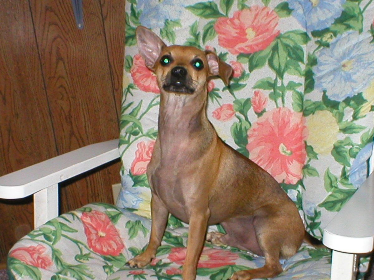 Бельгийский пинчер Арлекин