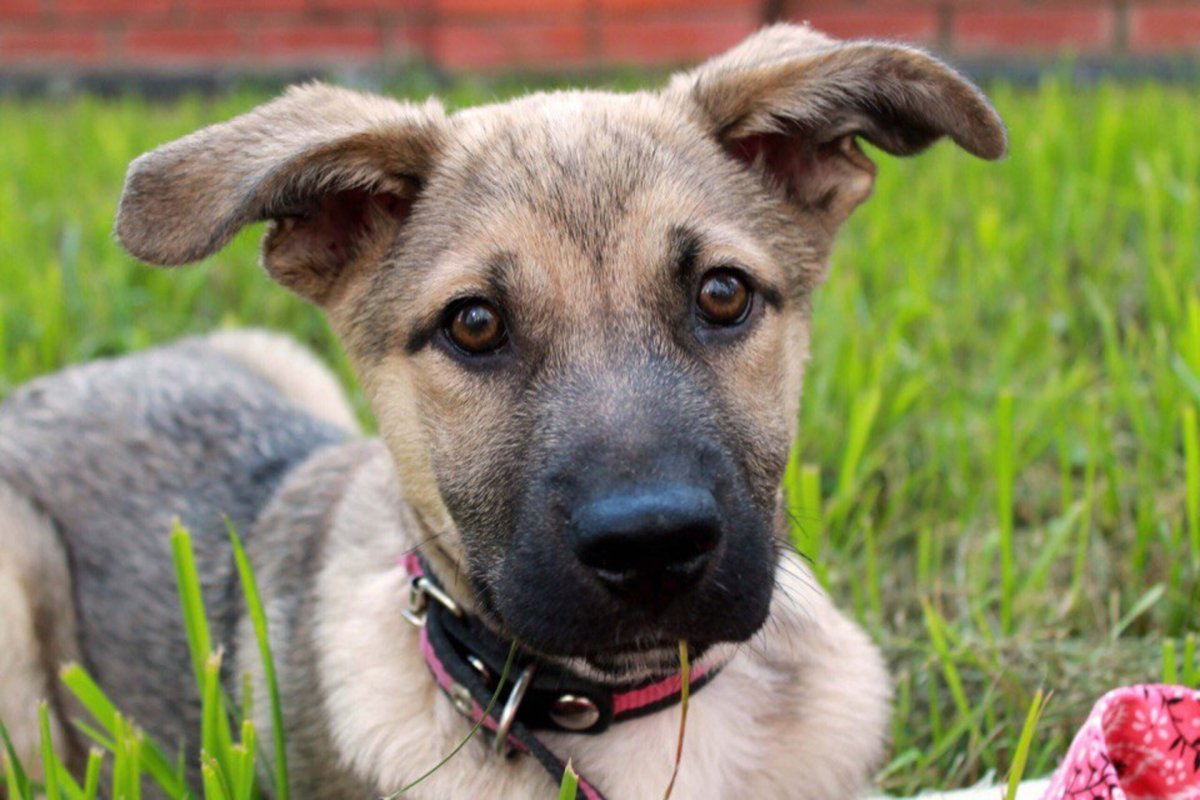 Стаффордширский терьер метис