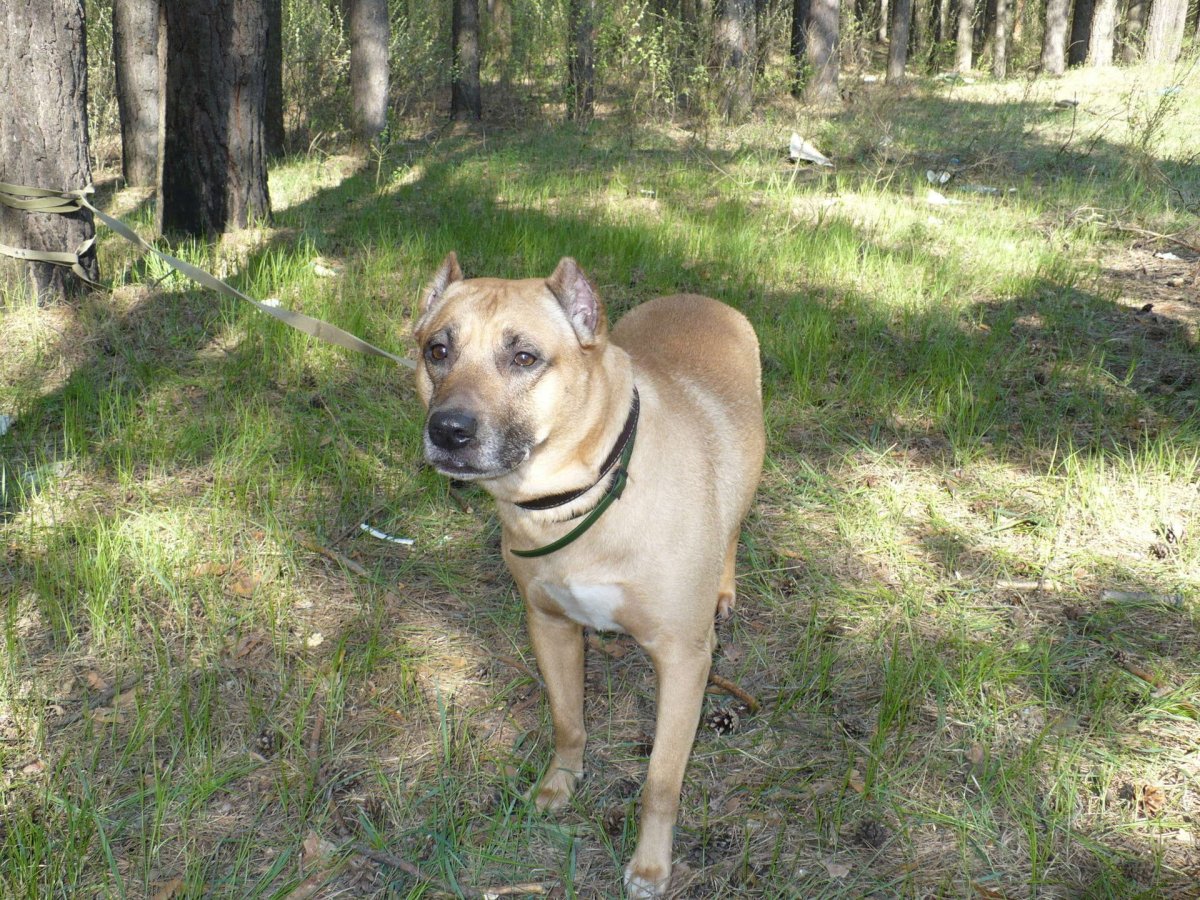 Метис стаффорда и овчарки