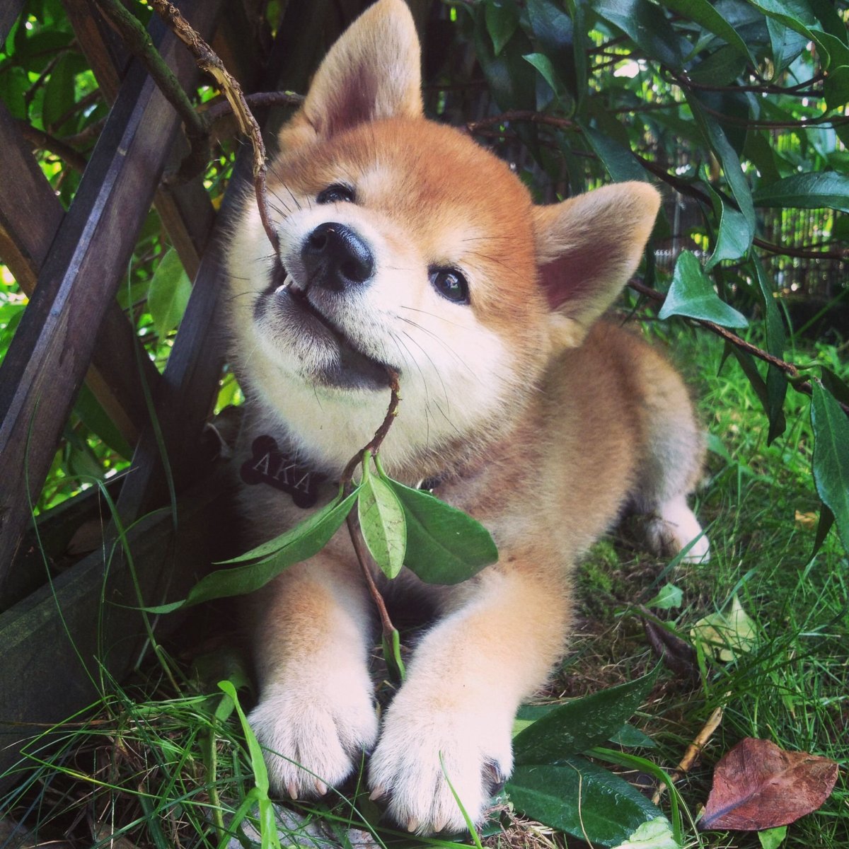 Милая порода собак