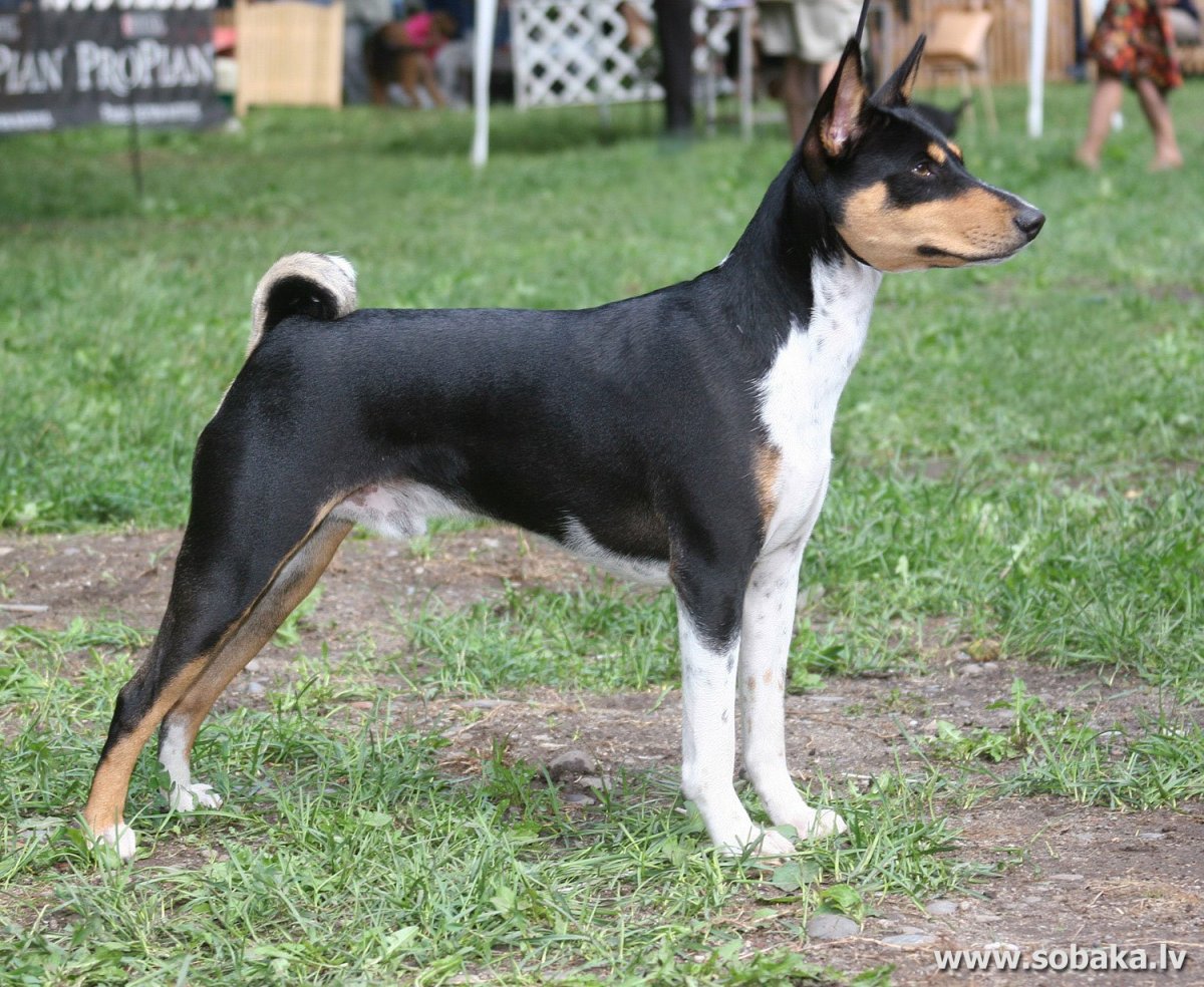 Конго терьер