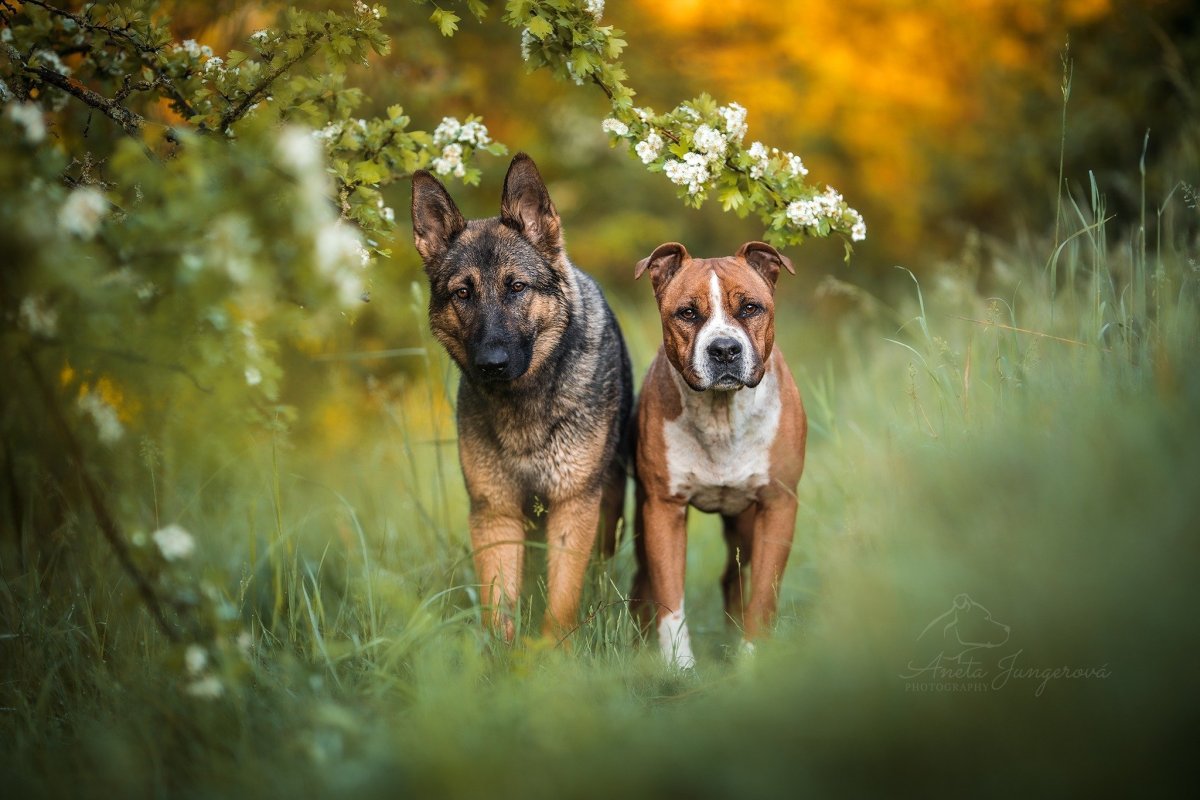 Стафф метис с дворнягой