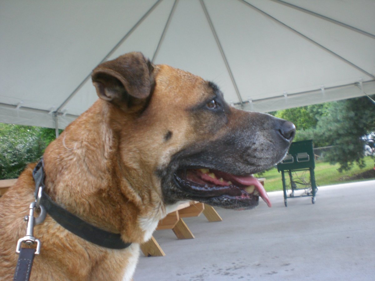 Корги питбуль метис