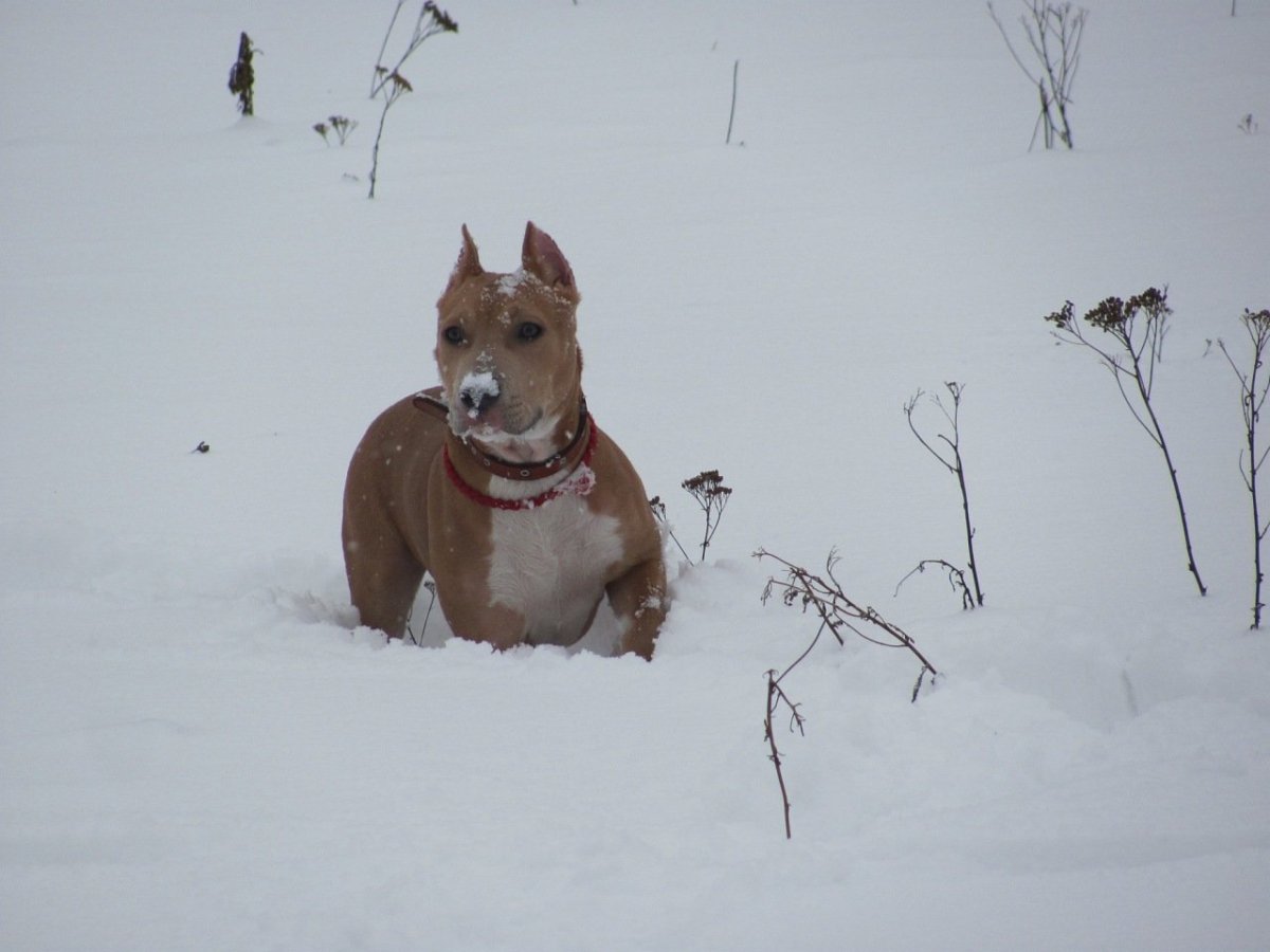 Стафф метис