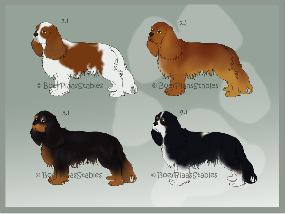 Кинг Чарльз спаниель груминг схема