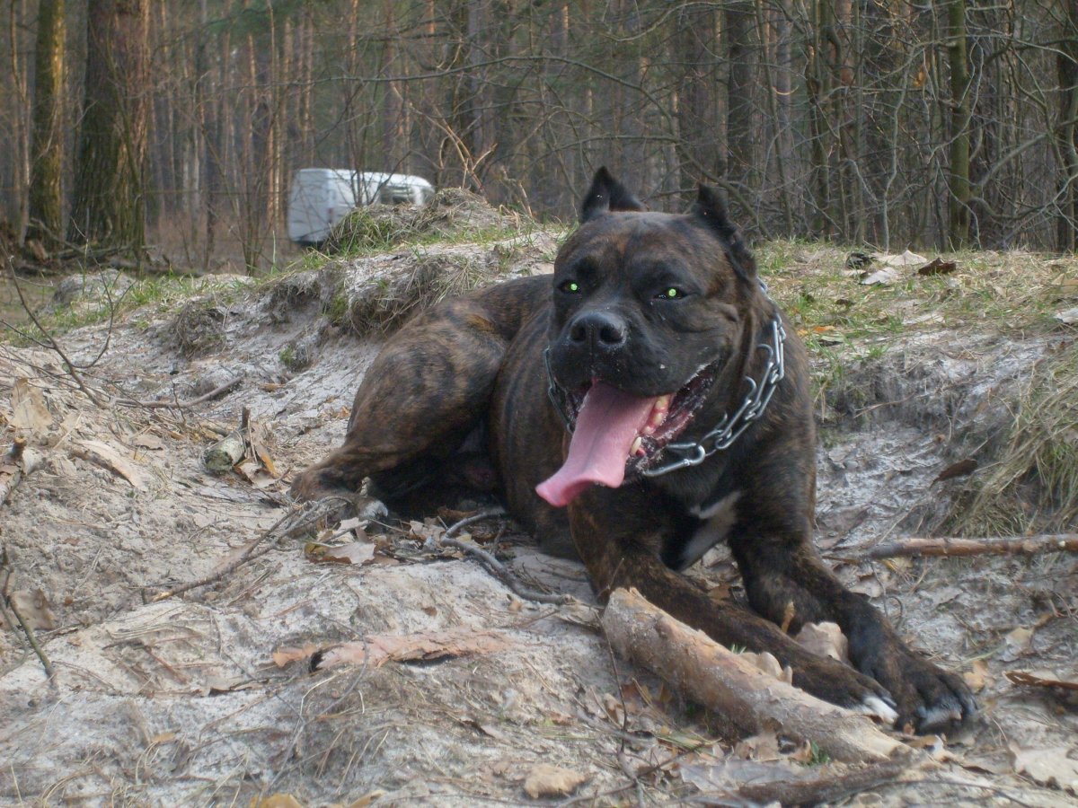 Алабай и Стаффорд