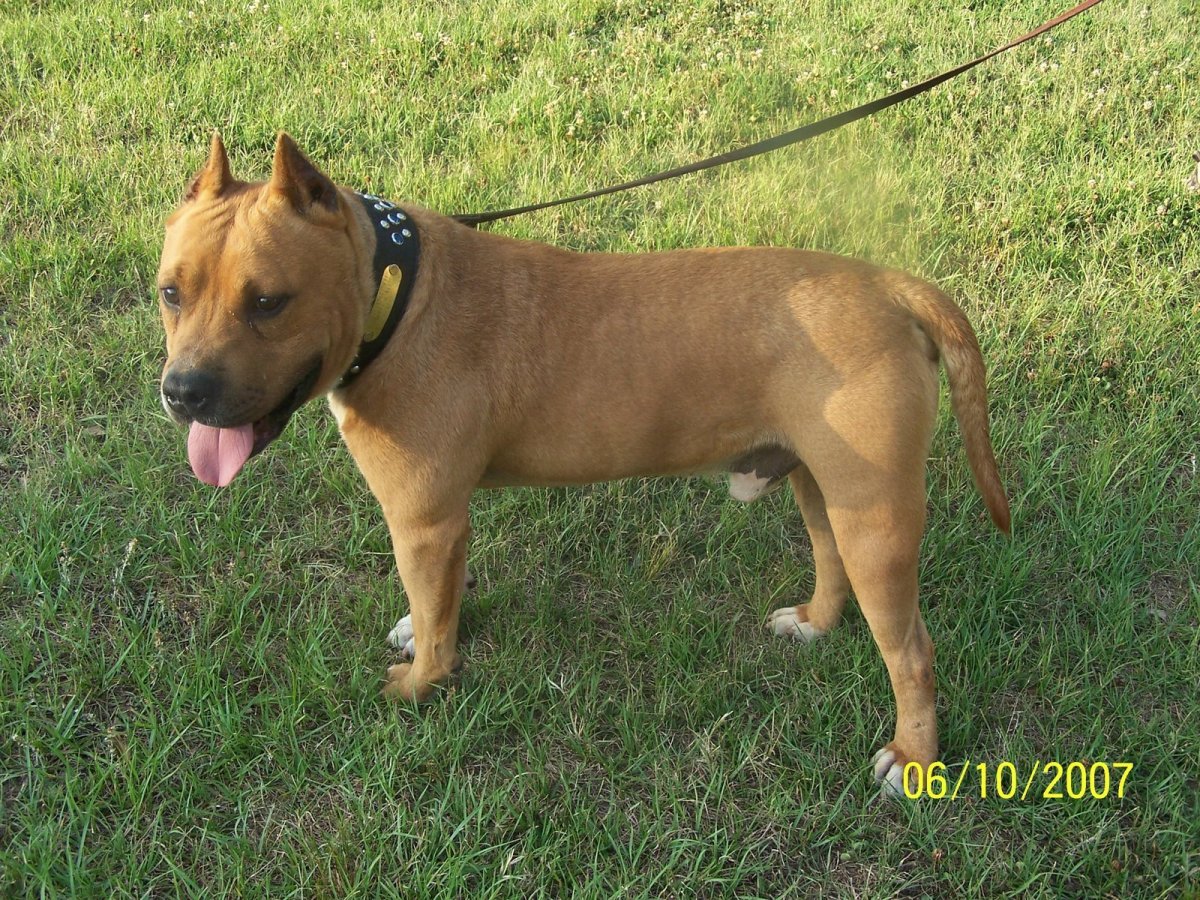 Метис питбуля и овчарки