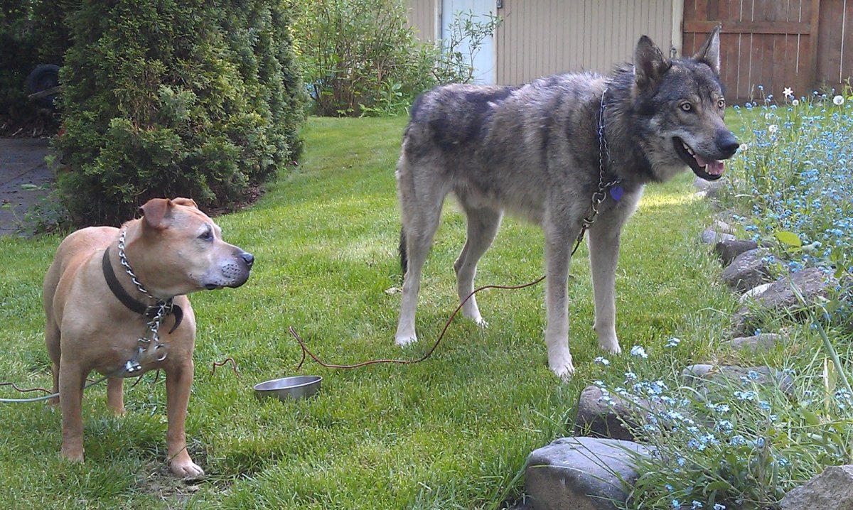 Пород метисы боксера