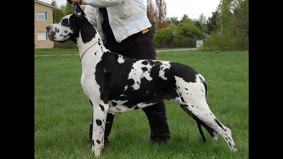 Немецкий дог окрас Арлекин