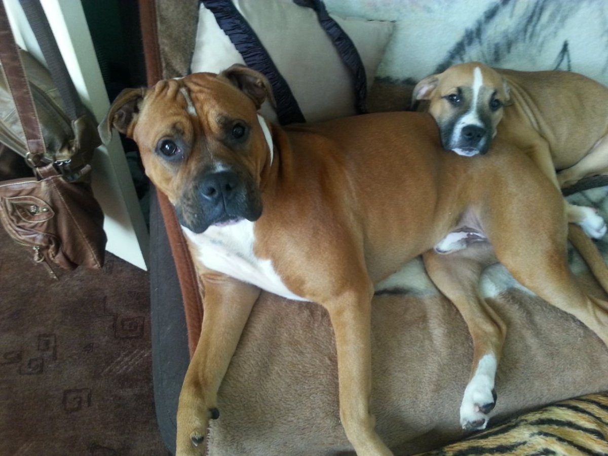 Стафф метис с дворнягой