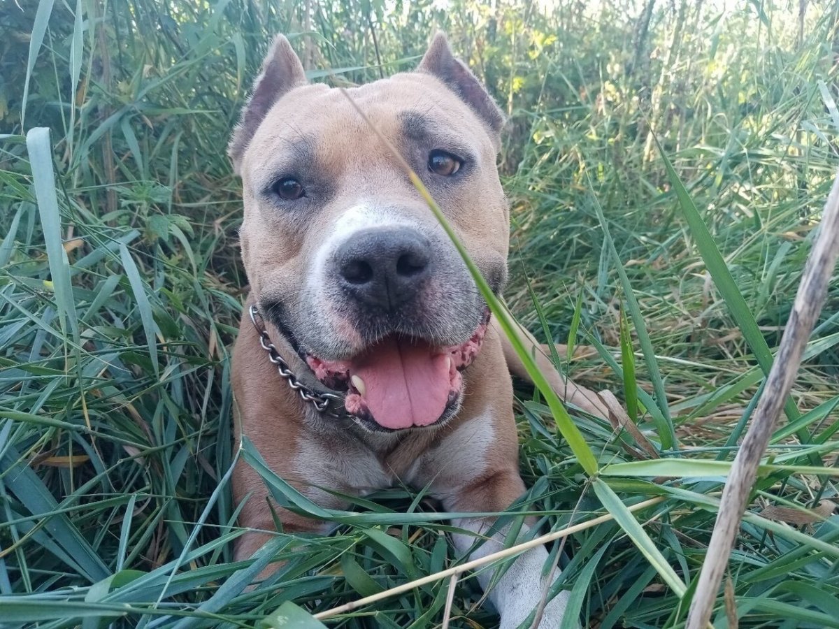 Метис стаффордширского терьера