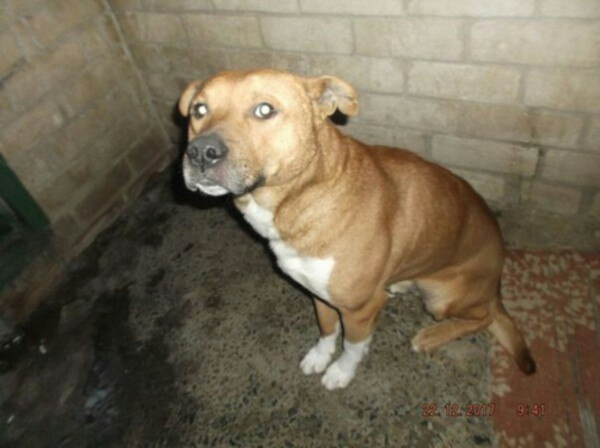 Питбуль помесь