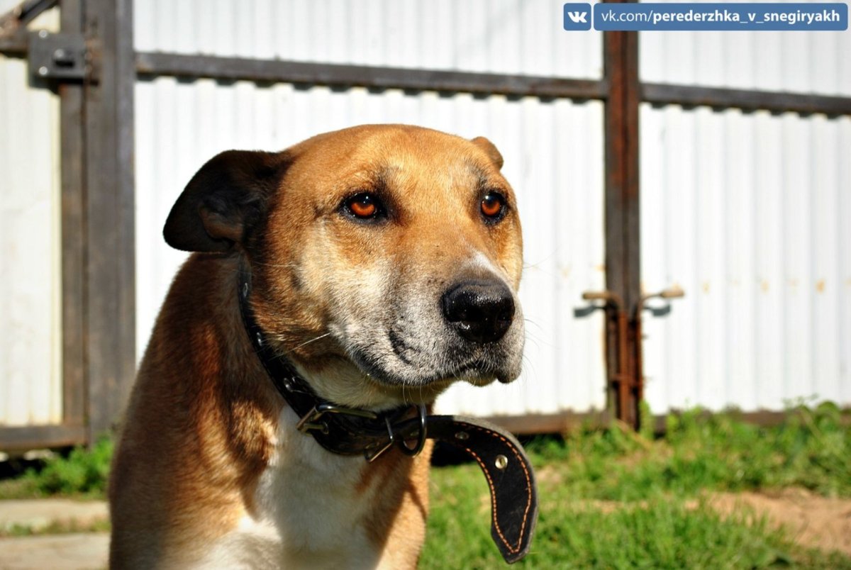 Метис стаффа