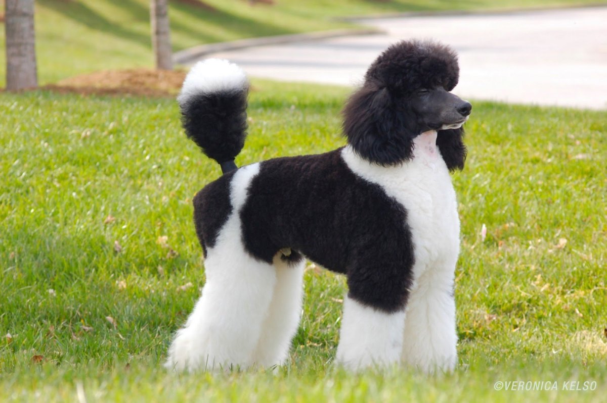 Пудель Арлекин