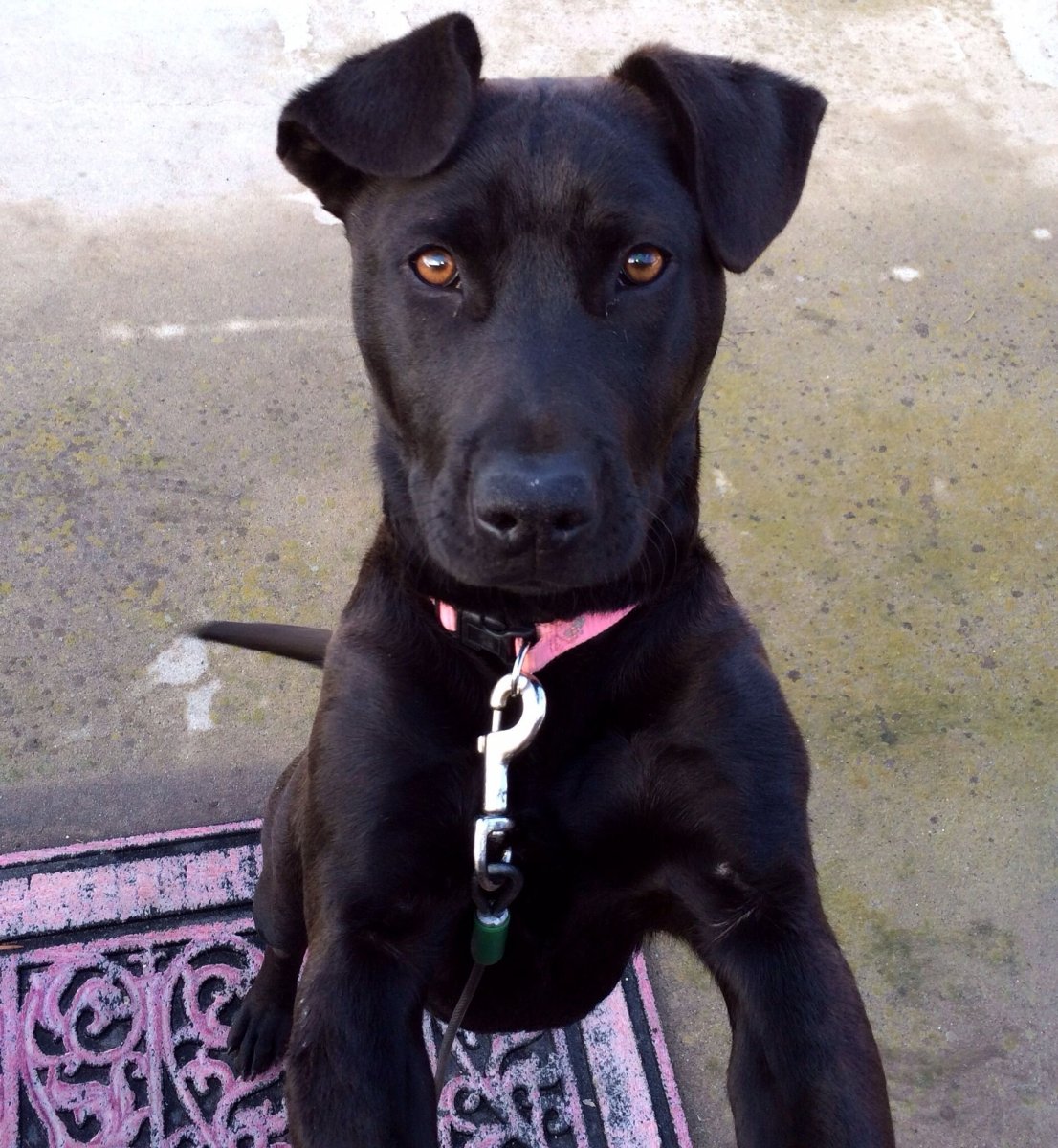 Помесь боксера и лабрадора