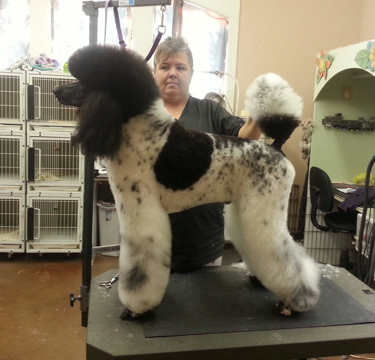 Померанский шпиц Блю Мерль