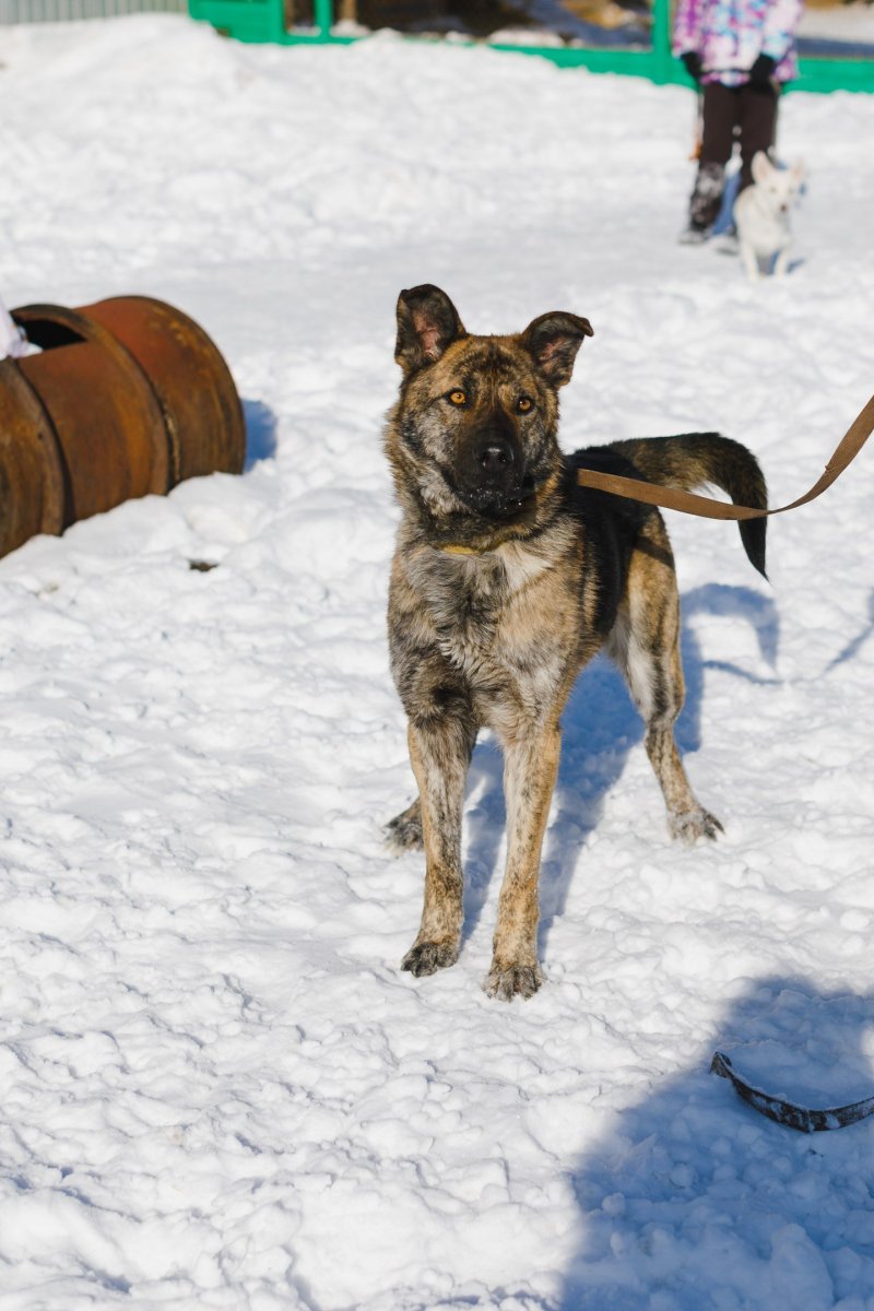 Метис помесь стафф