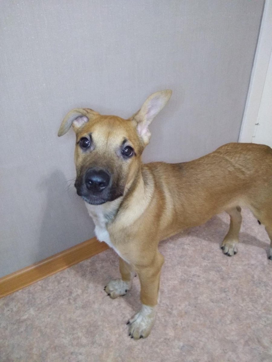 Американский питбультерьер метисы