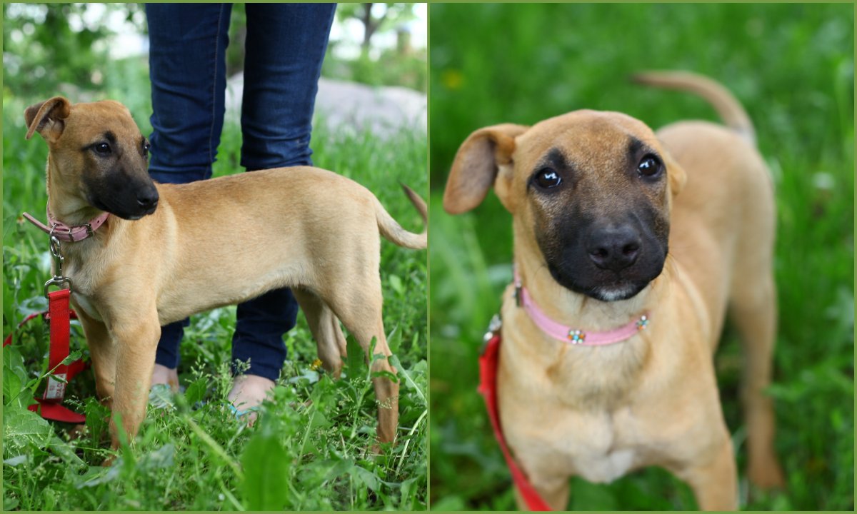 Питбуль и хаски