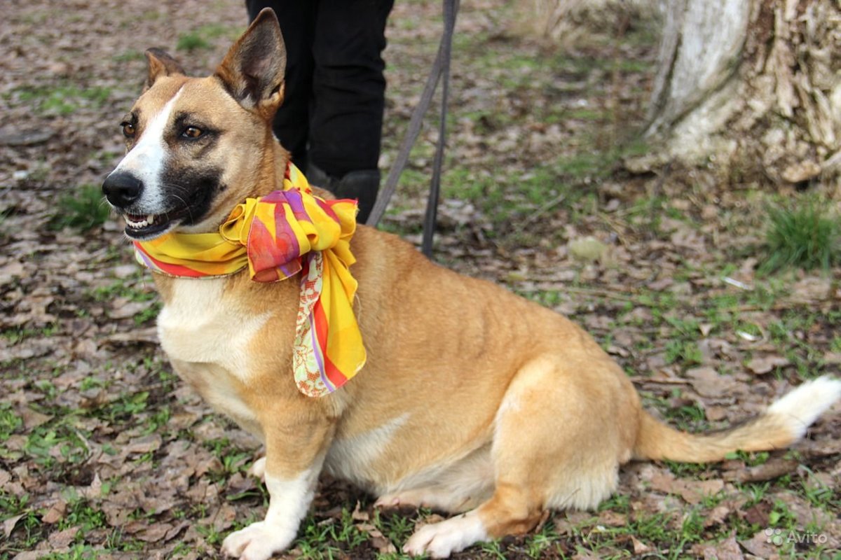 Питбуль и лабрадор метис
