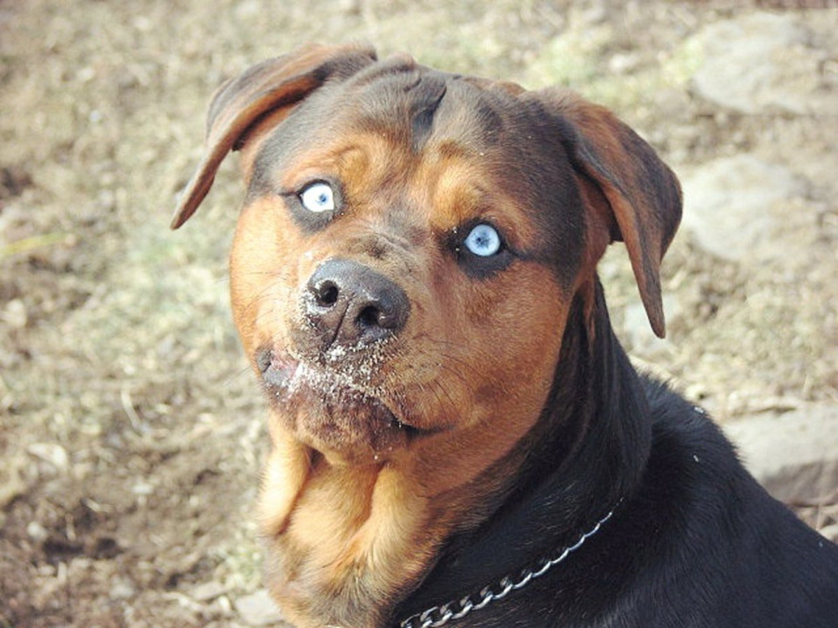 Питбуль с таксой