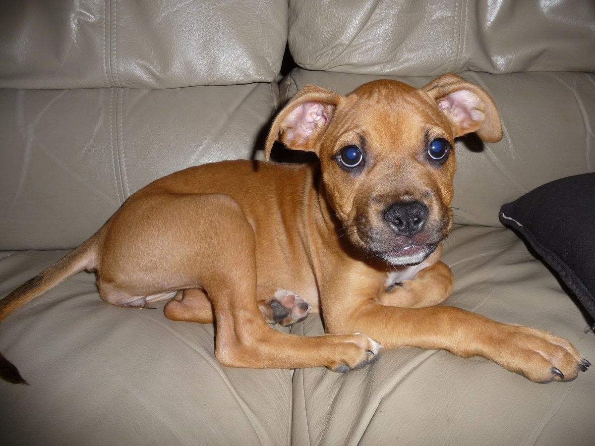 Доберман или питбуль