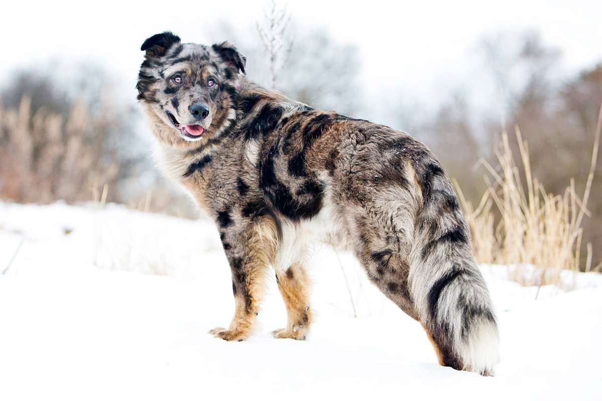 Тигровый бордер колли