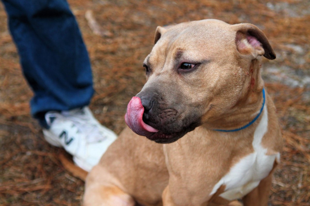 Питбуль помесь