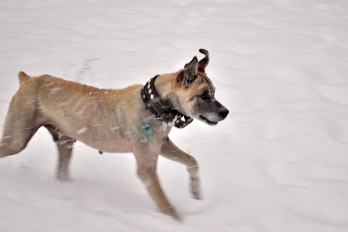 Стаффордширский терьер помесь