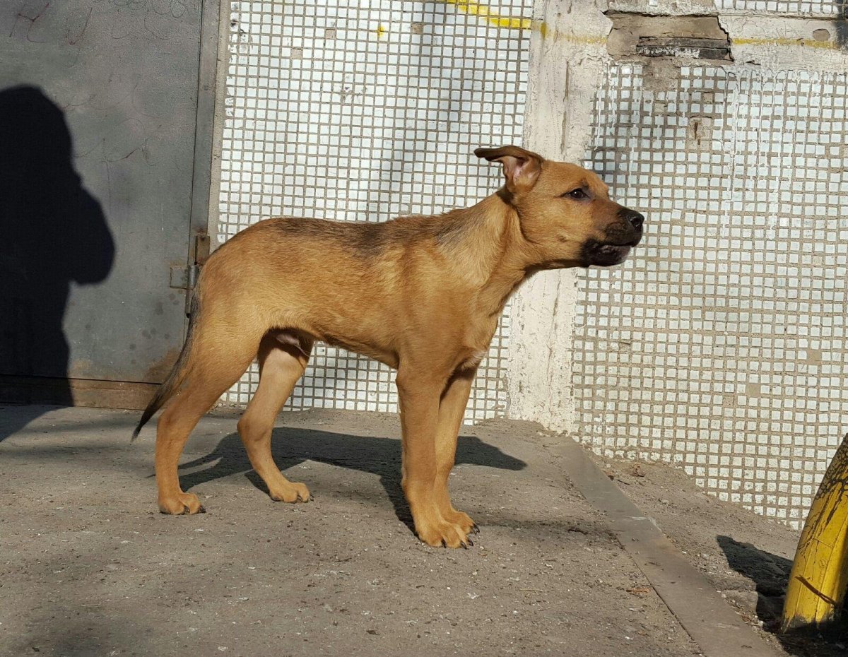 Американский стаффордширский терьер метис