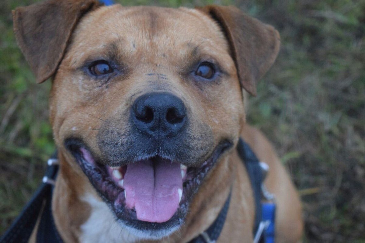 Метис боксера и овчарки