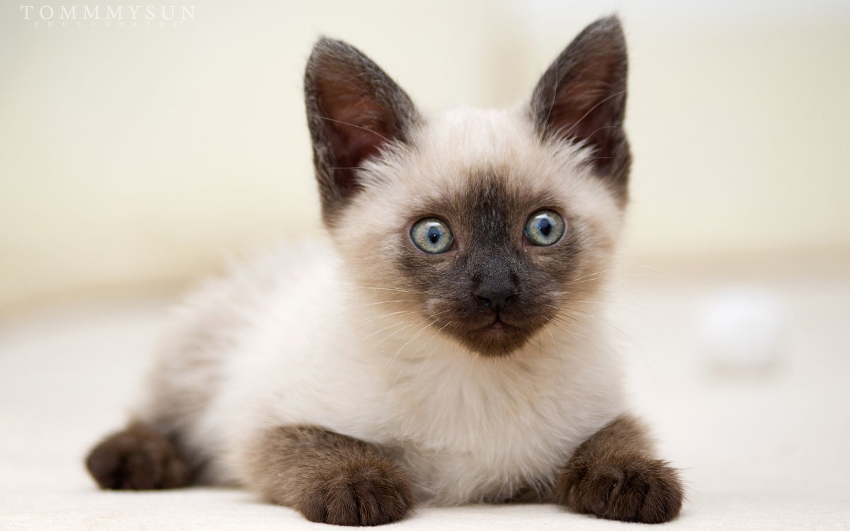 Сиамская и тайская кошка